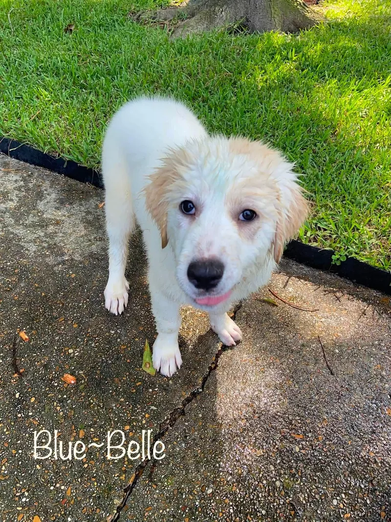 BlueBell thumbnail 2
