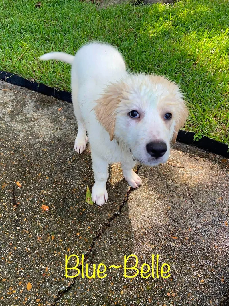 BlueBell thumbnail 3