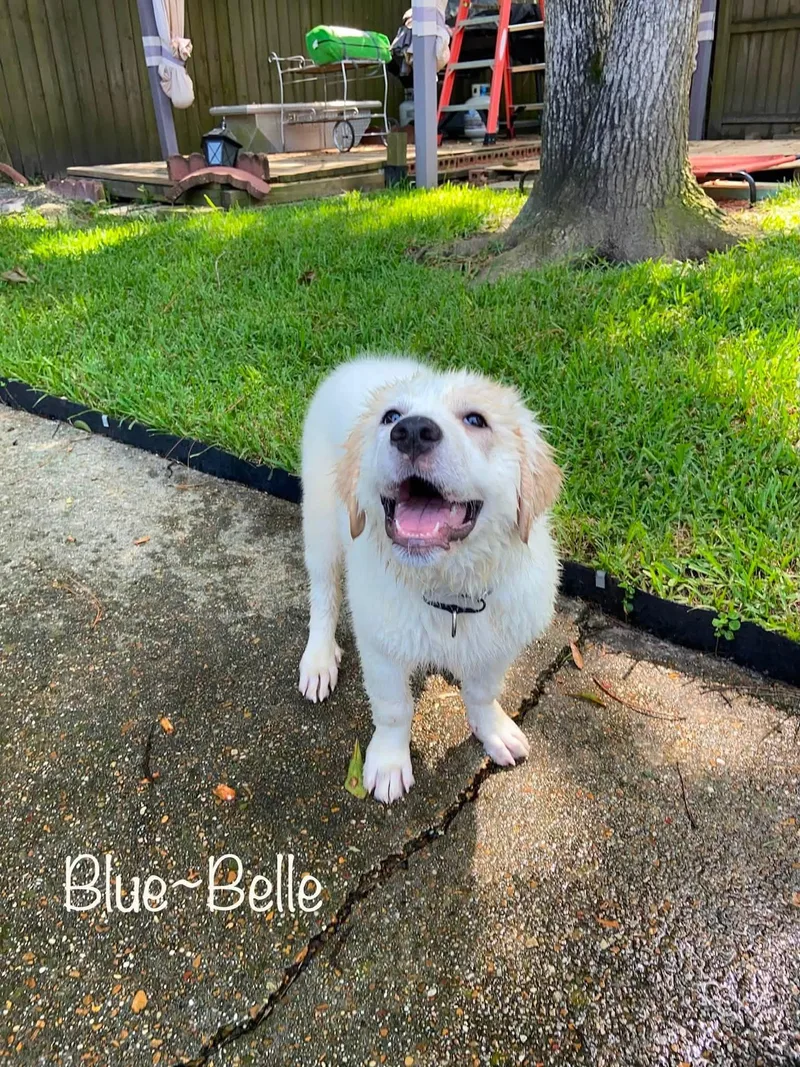 BlueBell thumbnail 4