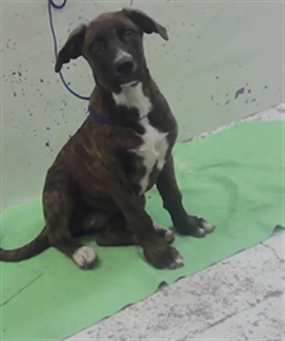 A baby small-sized female German Shepherd Dog dog named Egypt for adoption in Houston, TX