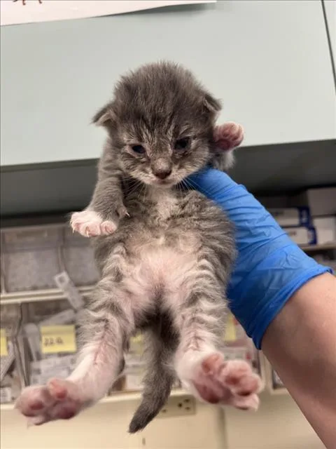 A baby small-sized female Gray / Blue / Silver Domestic Medium Hair cat named Sweet Pea for adoption in Woodland, CA
