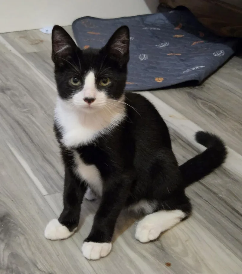 A baby medium-sized male Black & White / Tuxedo Domestic Short Hair cat named Cooper for adoption in Breinigsville, PA