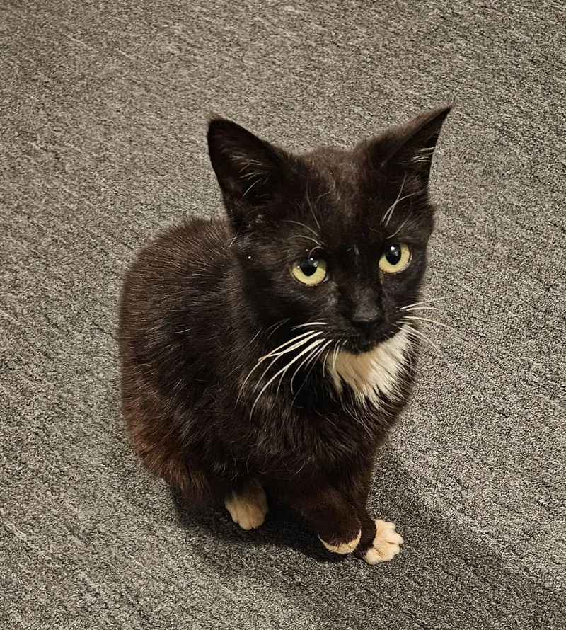 A young medium-sized female Black & White / Tuxedo Domestic Medium Hair cat named Grace for adoption in Blairsville, GA