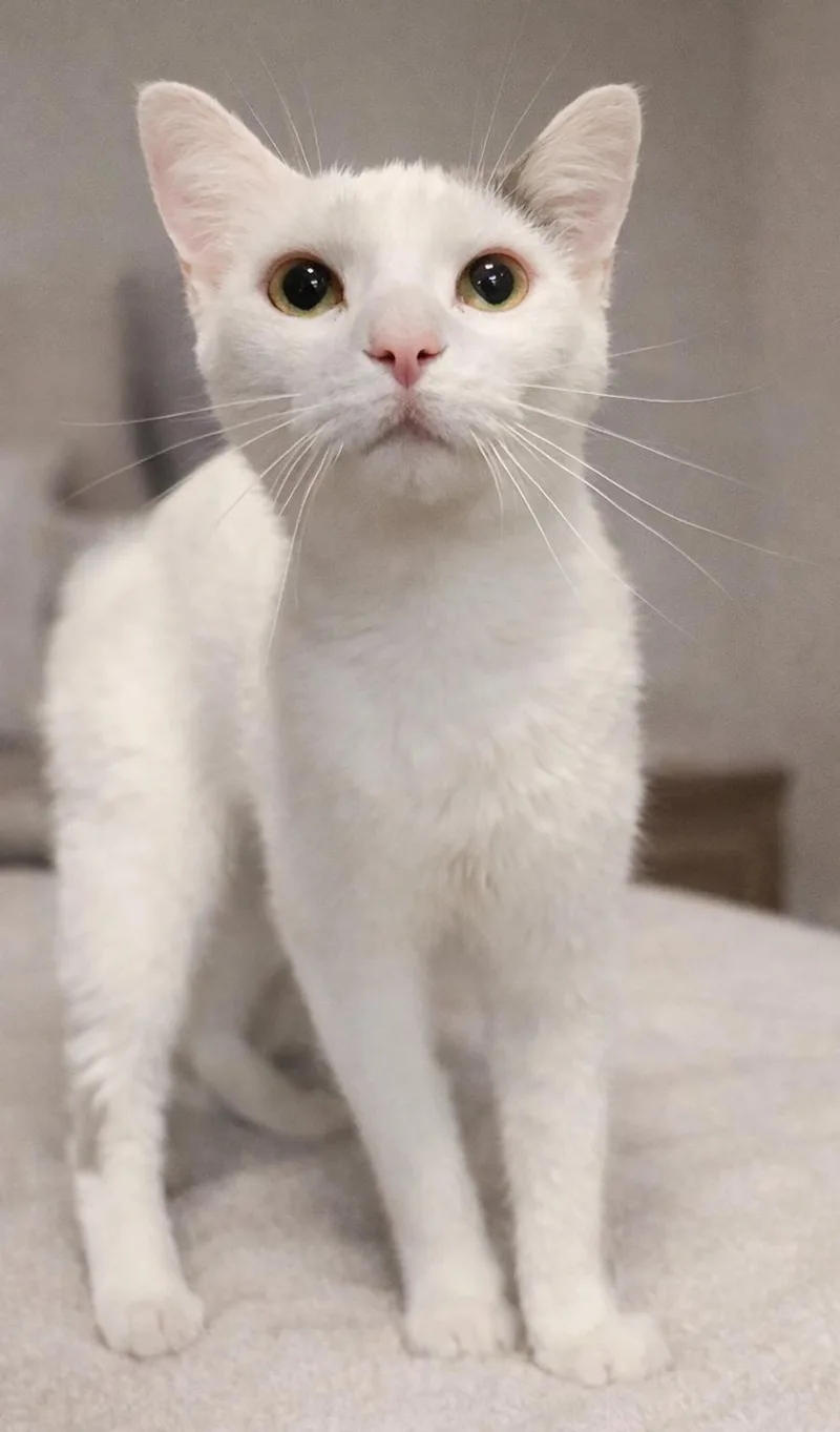An adult small-sized female Domestic Short Hair cat named Elmyra for adoption in Cuyahoga Falls, OH