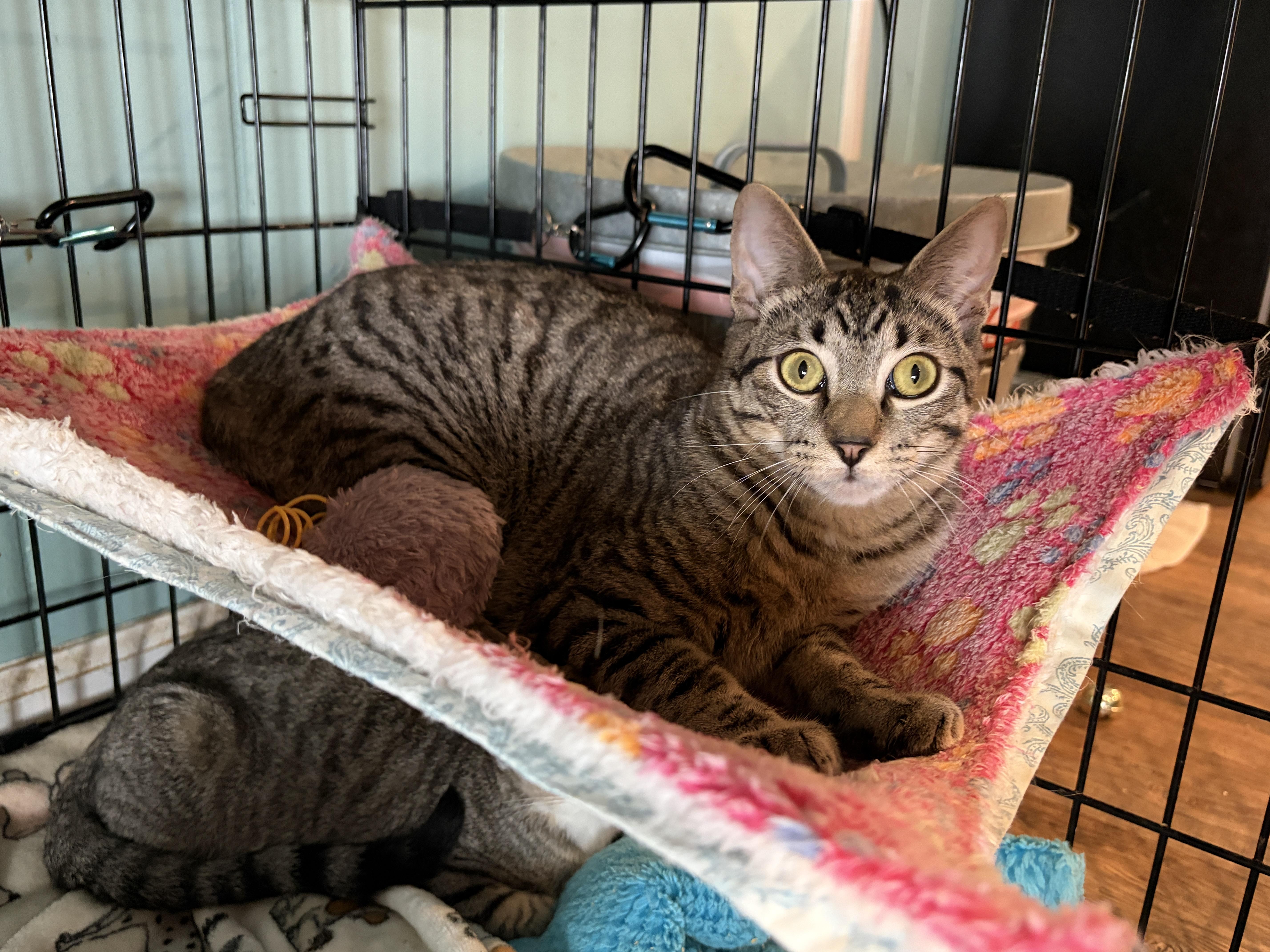 An adult medium-sized female Siamese cat named Chia & Donut for adoption in Lucedale, MS