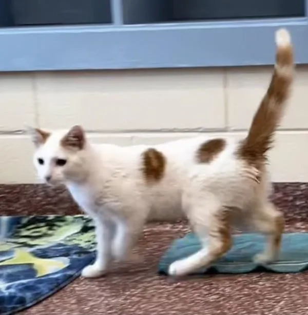 A young medium-sized male Domestic Short Hair cat named Fedora for adoption in Stratham, NH