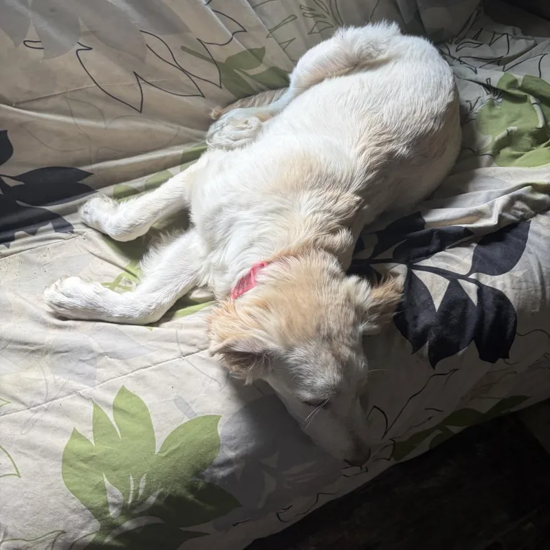 A baby medium-sized female White / Cream Great Pyrenees dog named Roxy for adoption in Beaumont, TX