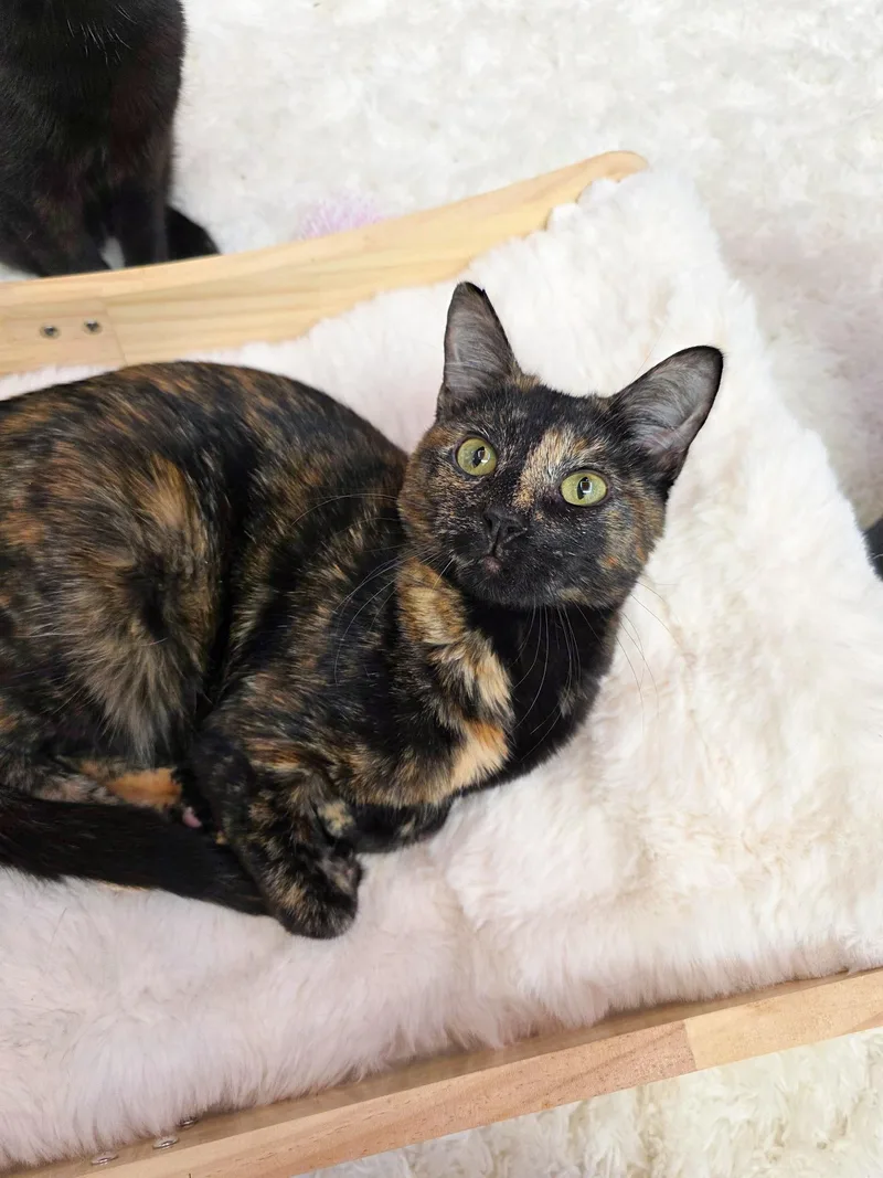 A young medium-sized female Domestic Short Hair cat named Sassafras for adoption in New Orleans, LA