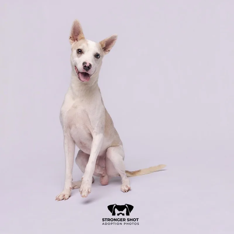 An adult medium-sized male Catahoula Leopard Dog dog named Buzz for adoption in Tampa, FL