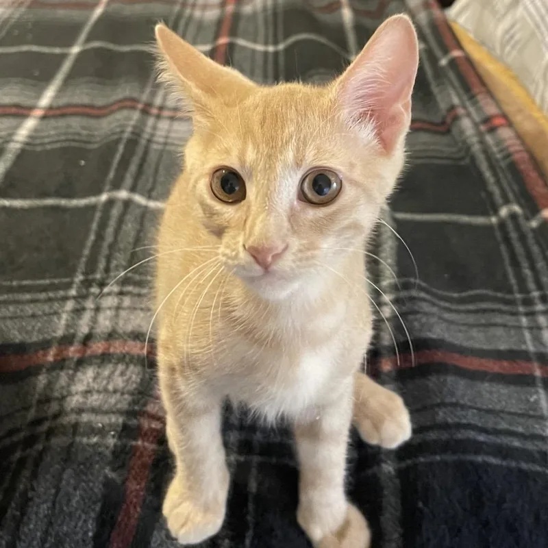 A baby small-sized male Orange / Red Domestic Short Hair cat named Harvey for adoption in Santa Fe, TX