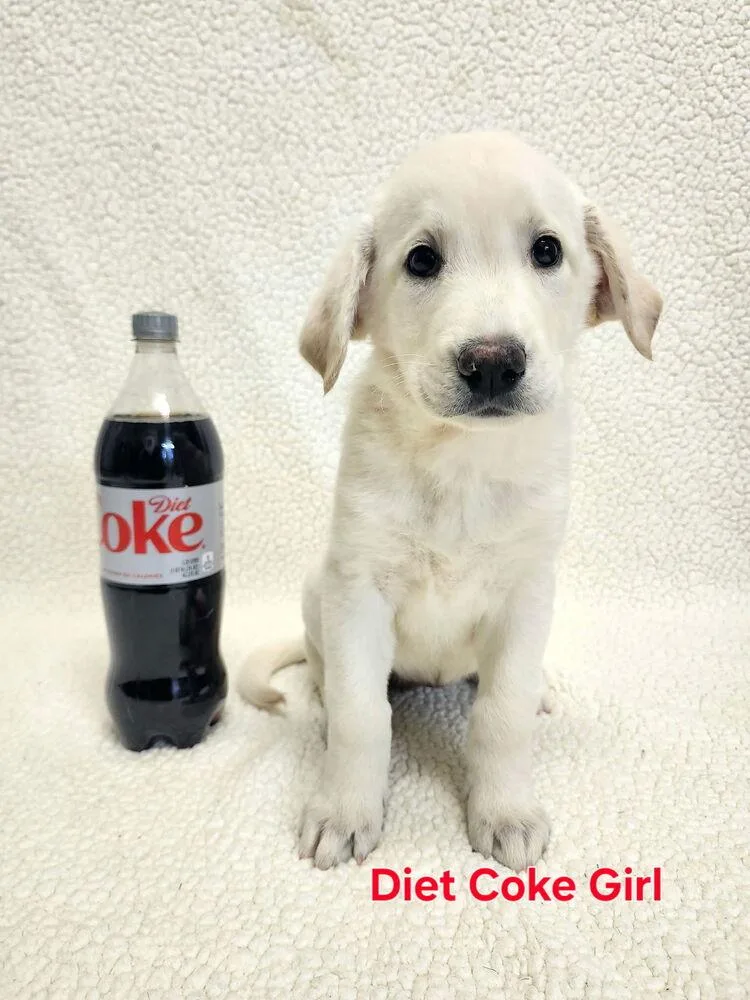 Churruchee Diet Coke