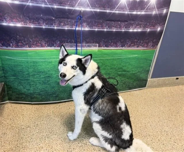 A young large-sized male Siberian Husky dog named Marcus for adoption in Miami, FL