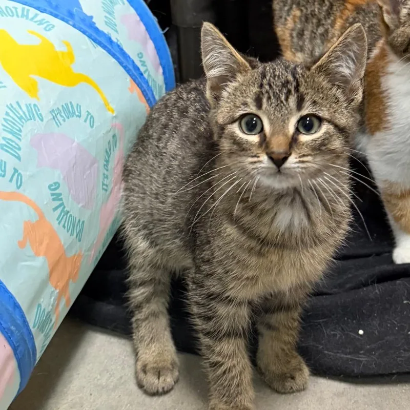 A baby small-sized male Brown / Chocolate Domestic Short Hair cat named Bromley for adoption in Owosso, MI