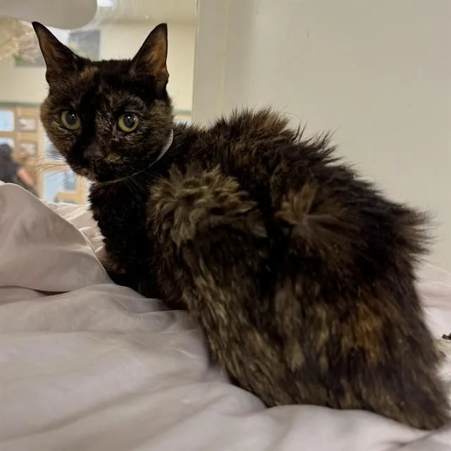A senior small-sized female Domestic Short Hair cat named Butter for adoption in Riverside, CA