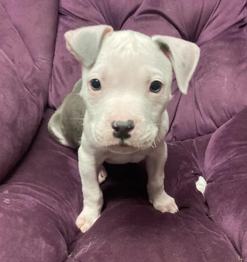 A baby medium-sized male Gray / Blue / Silver Pit Bull Terrier dog named Oliver for adoption in Hamburg, NJ