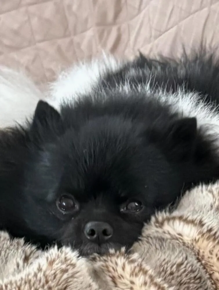 An adult small-sized male Tricolor (Brown, Black, & White) Pomeranian dog named Leo for adoption in Breinigsville, PA