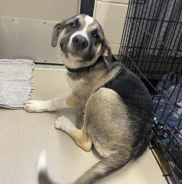 A young medium-sized male Shepherd dog named Rocket for adoption in El Cajon, CA