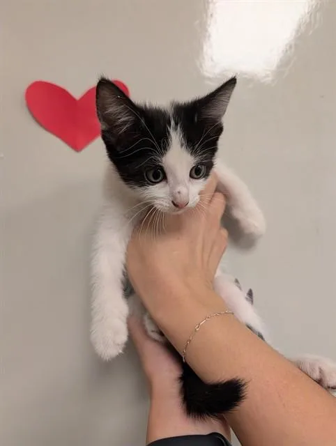 A baby small-sized female Domestic Short Hair cat named Charm for adoption in Ontario, CA
