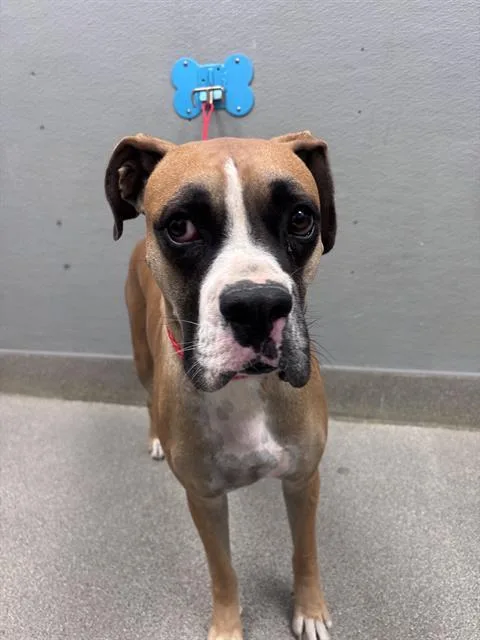 A young large-sized male Boxer dog named Buster for adoption in Las Vegas, NV