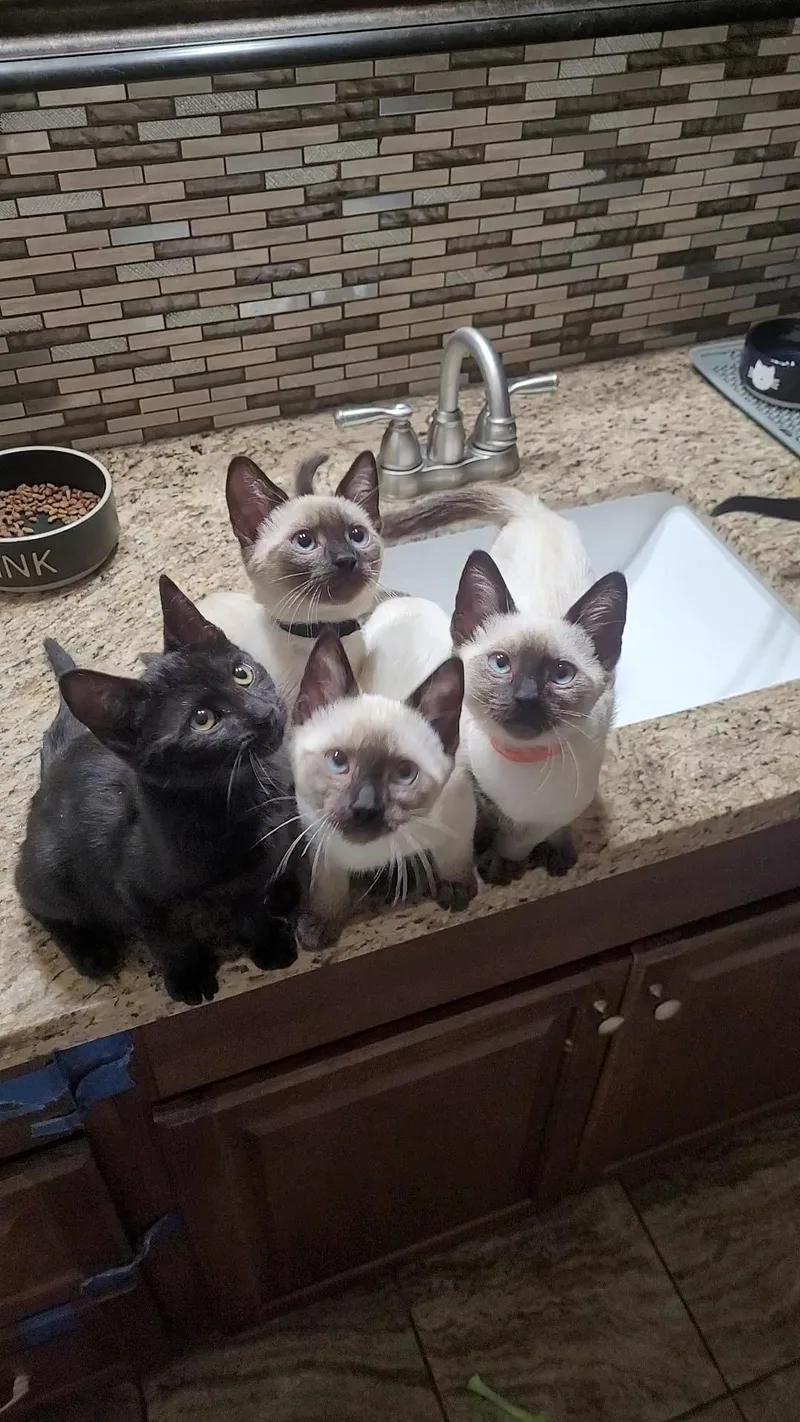 Water Babies thumbnail 2