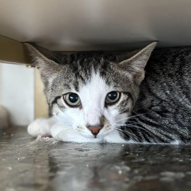 A baby small-sized male Brown / Chocolate Domestic Short Hair cat named Kerplunk for adoption in Louisville, KY