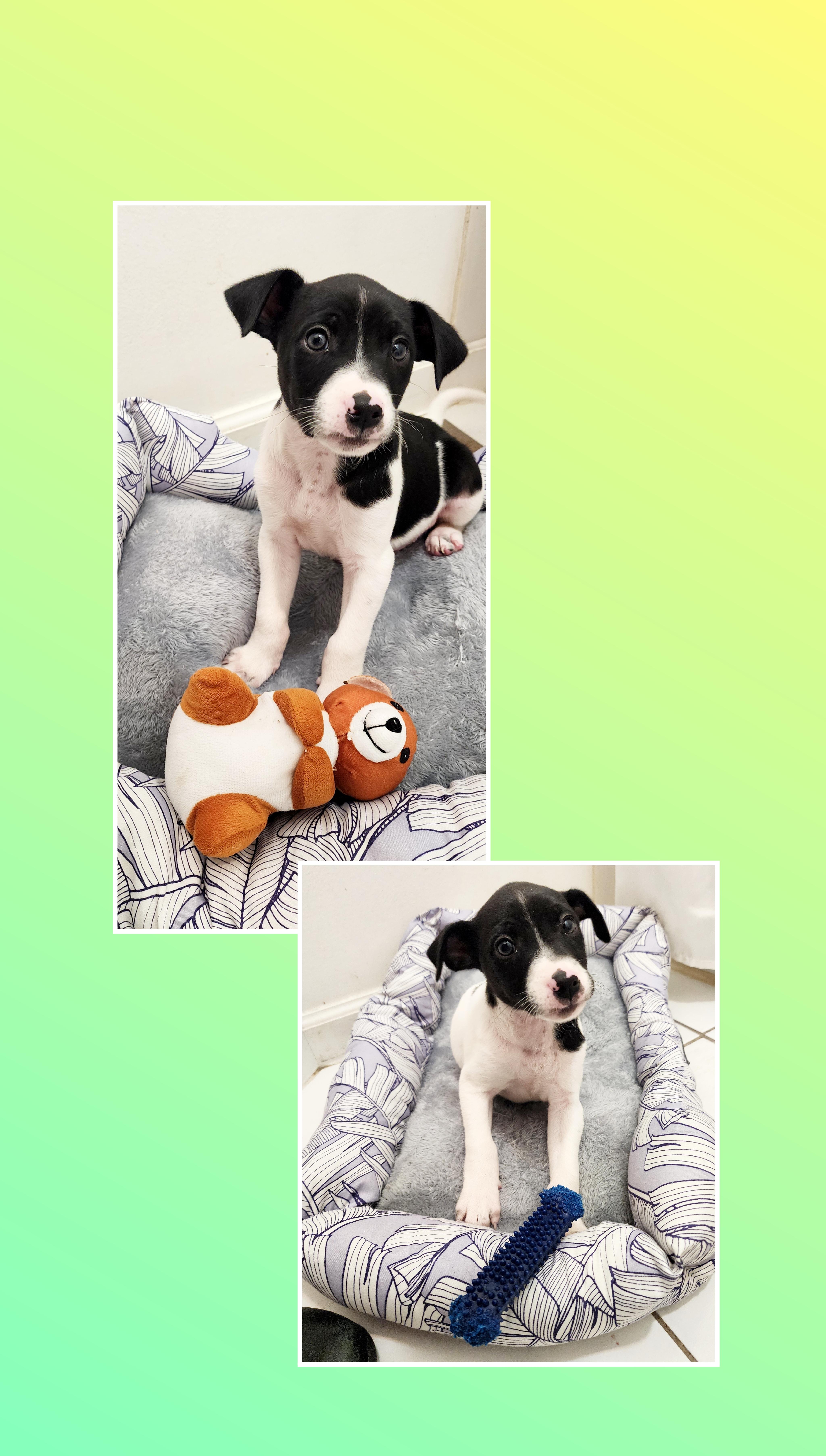 Mickey thumbnail 4