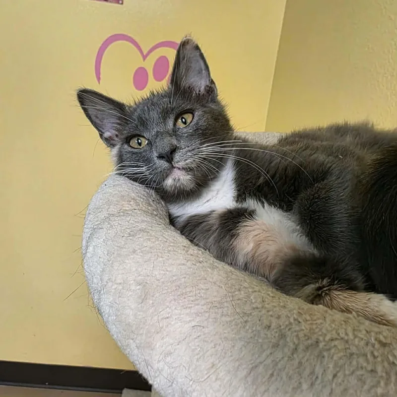 A baby medium-sized female Domestic Medium Hair cat named Maisy for adoption in Umatilla, FL