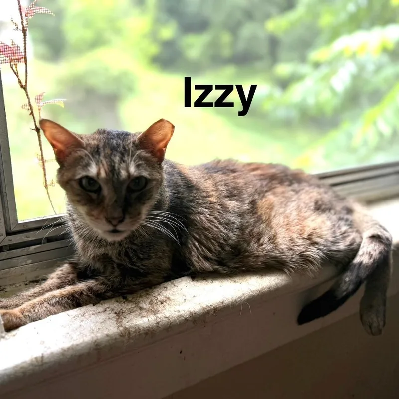 A senior small-sized female Domestic Short Hair cat named Izzy for adoption in Lynchburg, VA