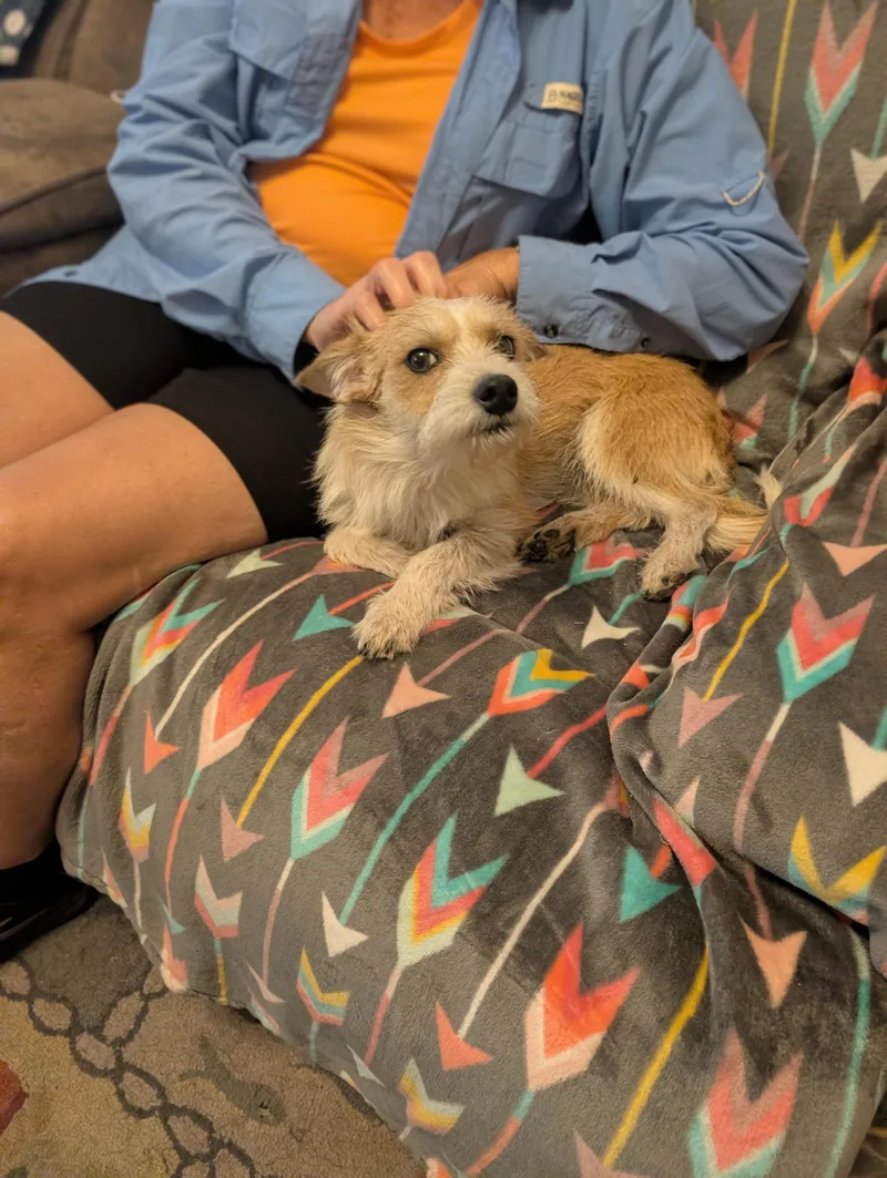 A young small-sized male Apricot / Beige Jack Russell Terrier dog named Benny for adoption in Bastrop, TX