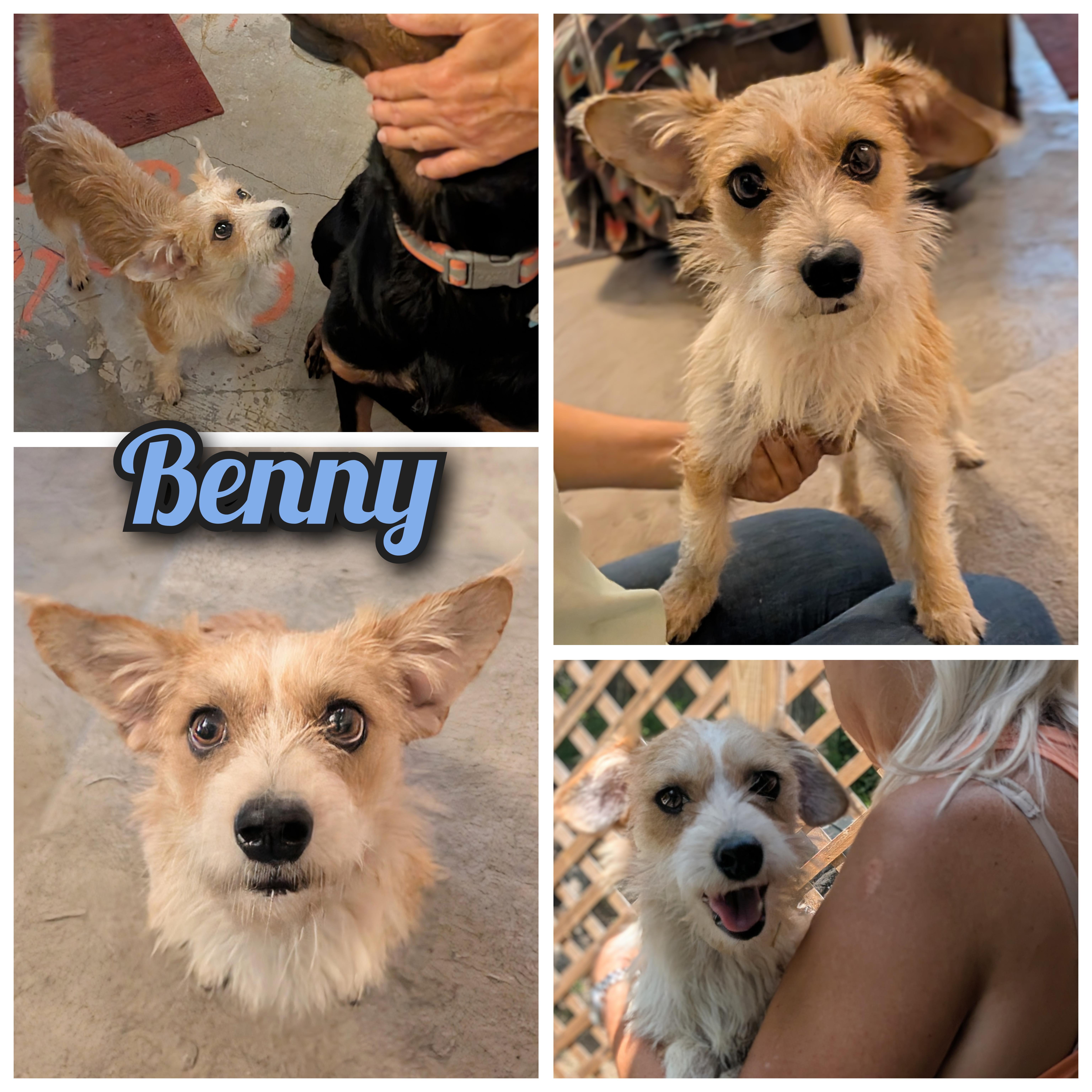 Benny thumbnail 5