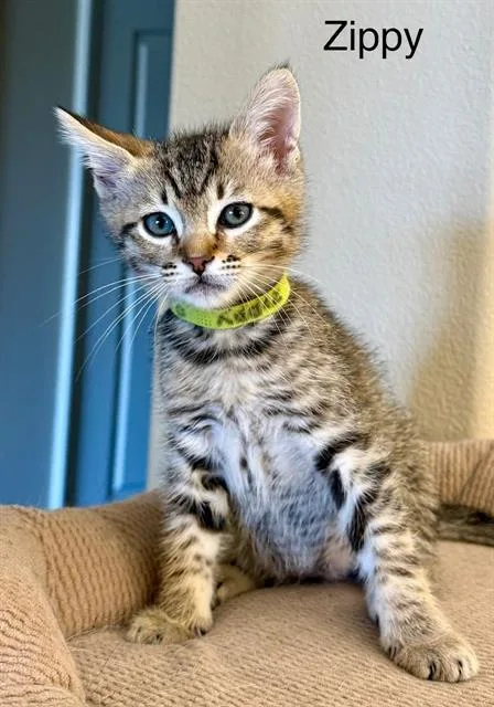 A baby small-sized male Domestic Short Hair cat named Zippy for adoption in Tustin, CA