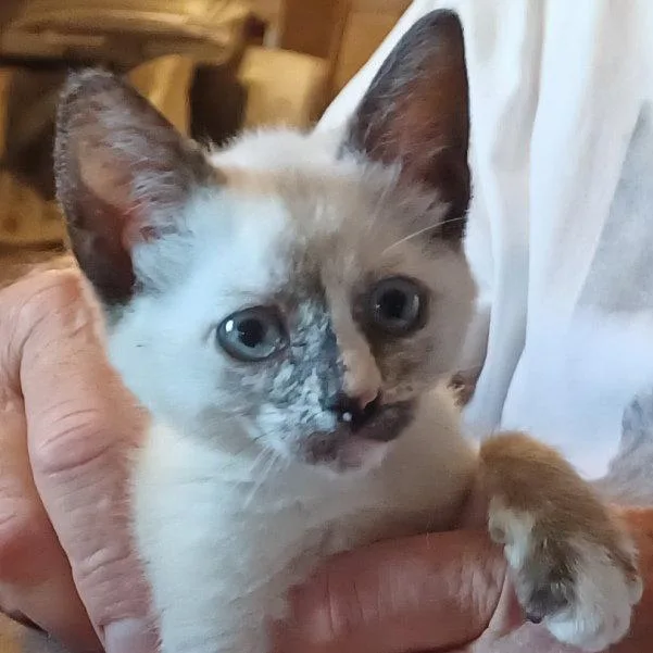 A baby small-sized female Siamese cat named Betsy for adoption in San Jose, CA