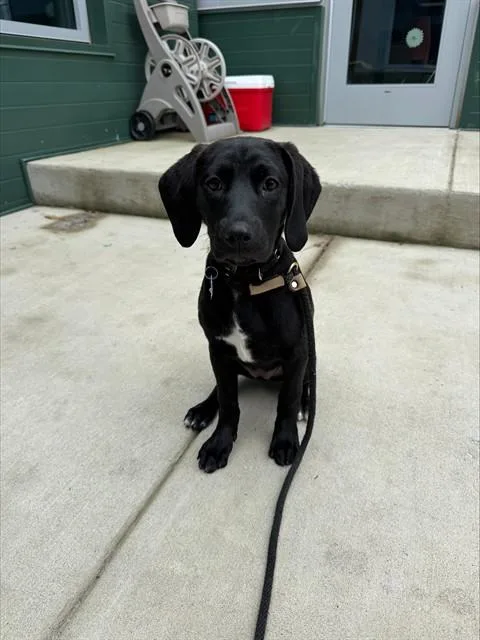 A baby small-sized female Labrador Retriever dog named Oreo for adoption in Leesburg, VA