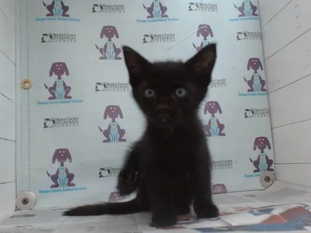 A baby small-sized male Black Domestic Short Hair cat named Stefan for adoption in Orlando, FL