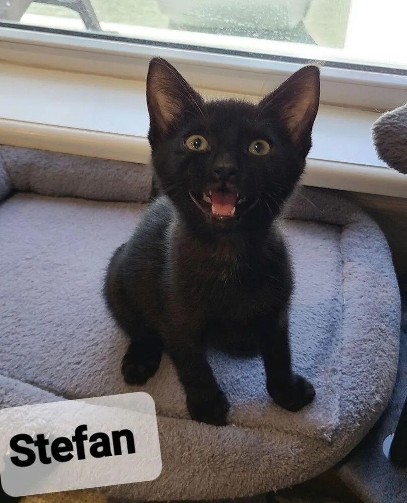 Stefan thumbnail 2