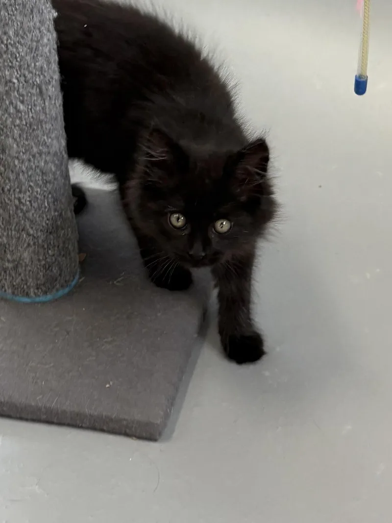 A young medium-sized male Domestic Long Hair cat named Salem for adoption in Big Rapids, MI