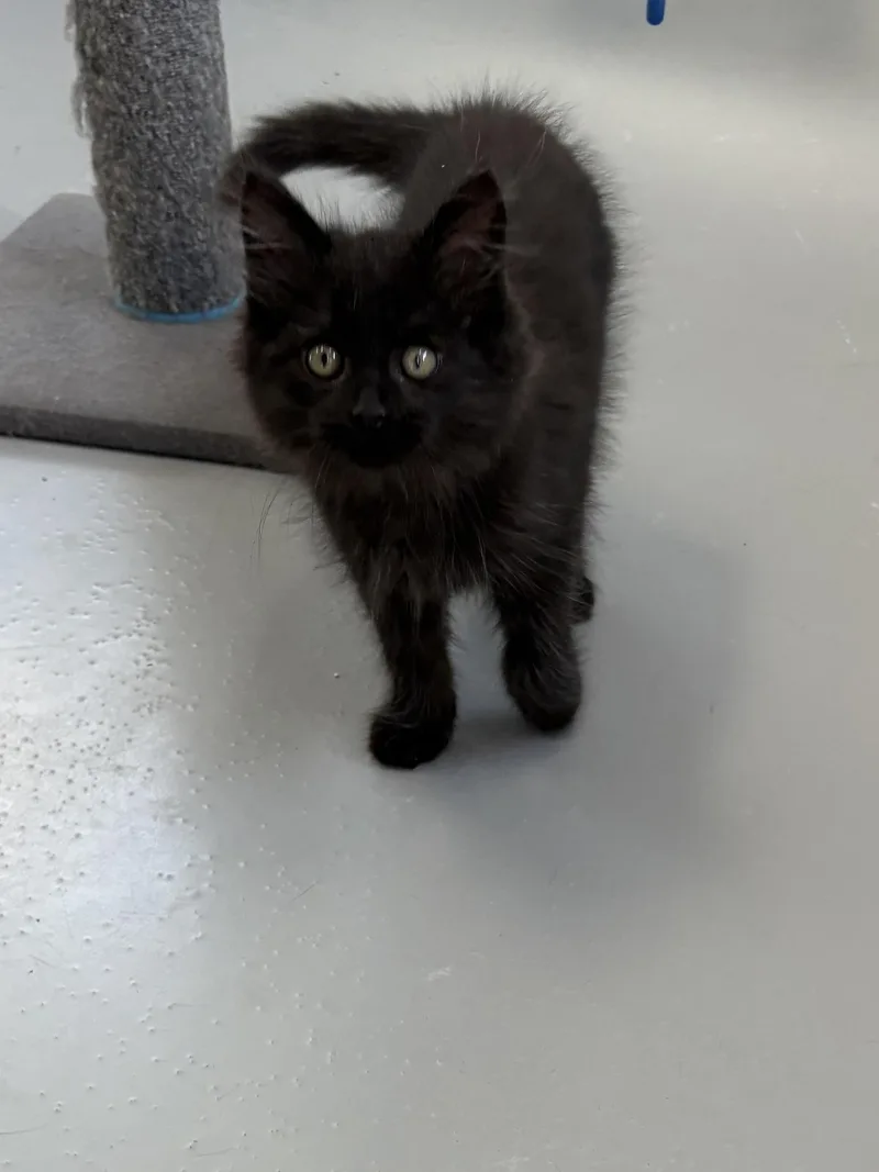 Salem thumbnail 2