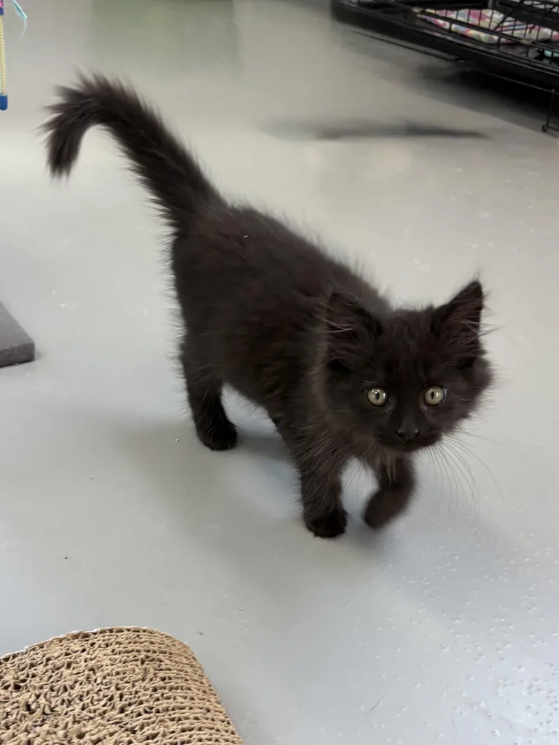 Salem thumbnail 3