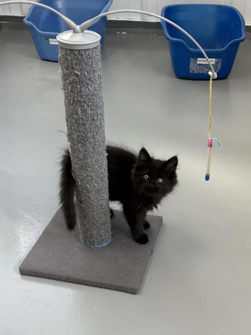 Salem thumbnail 5