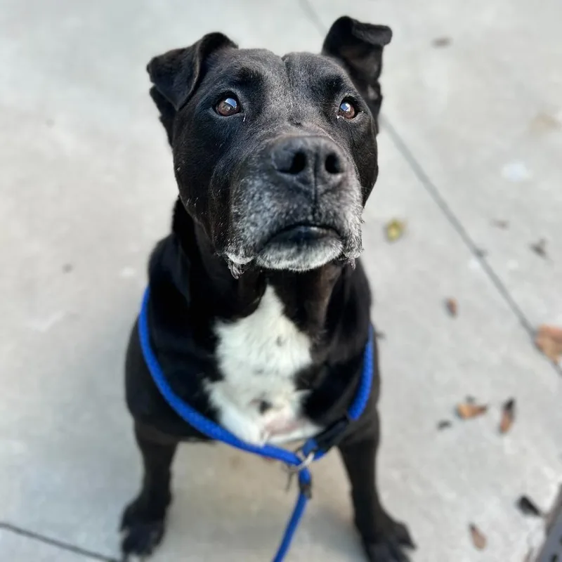 A senior large-sized male Black Pit Bull Terrier dog named Beef Jerky for adoption in Chattanooga, TN
