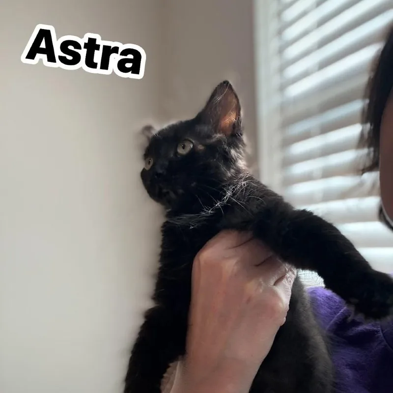 A baby medium-sized female Black Domestic Short Hair cat named Astra for adoption in Edwardsville, IL