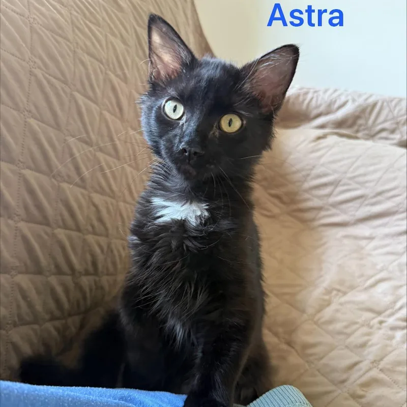 Astra thumbnail 3
