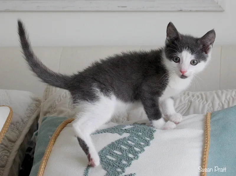 A baby medium-sized male Gray & White Domestic Short Hair cat named Sam for adoption in Bedford, VA