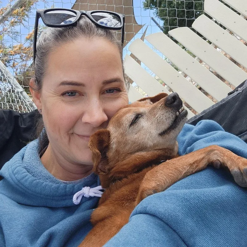 A senior small-sized male Brown / Chocolate Dachshund dog named Adonis for adoption in Ramona, CA