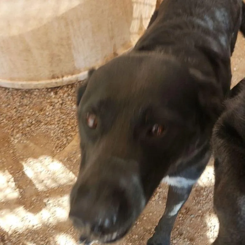 An adult medium-sized male Labrador Retriever dog named Spot for adoption in Kingman, AZ