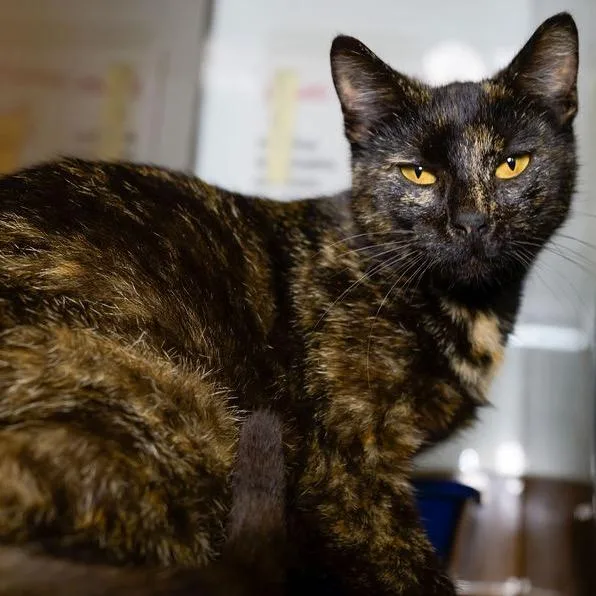 A young medium-sized female Tortoiseshell Domestic Short Hair cat named Pip for adoption in Point Richmond, CA