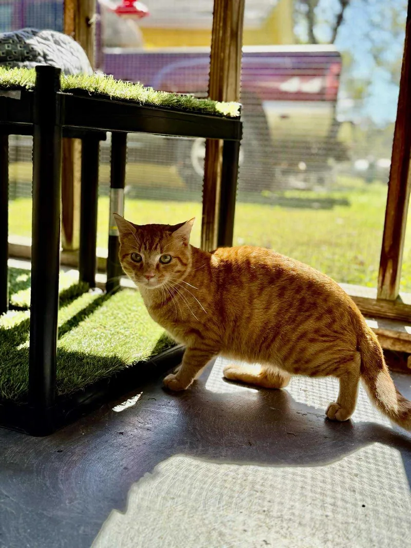 An adult medium-sized male Orange & White Tabby cat named Moe for adoption in Talbott, TN