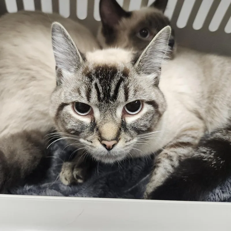 A young medium-sized female Siamese cat named Winter for adoption in Tampa, FL