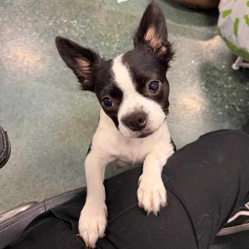 An adult small-sized female Black Boston Terrier dog named Dolly for adoption in Chico, CA