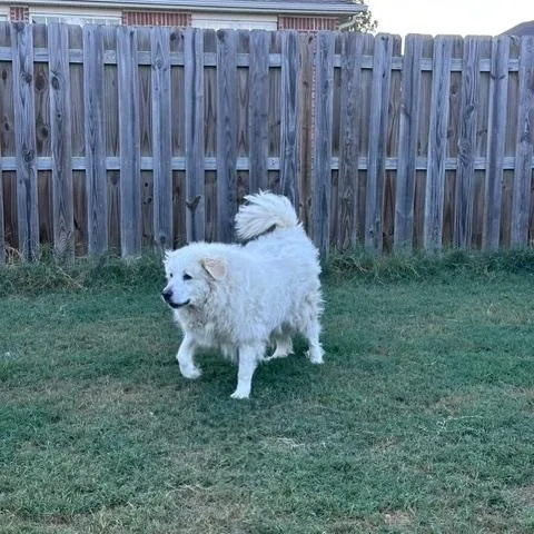 A senior extra large-sized male Great Pyrenees dog named Merlin for adoption in Kiowa, OK